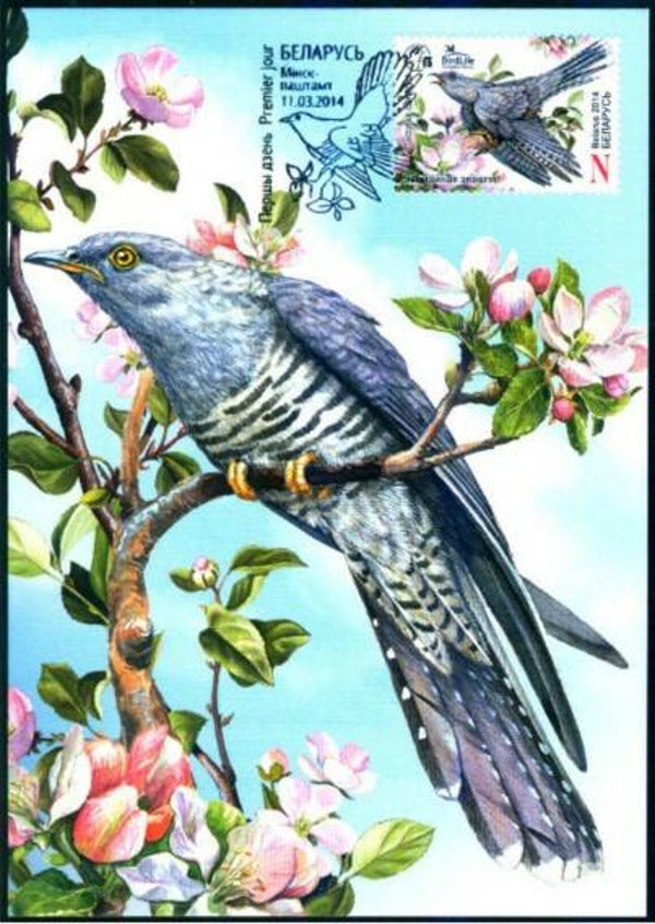 Birds (Cuculus canorus) Common Cuckoo 2014 Belarus maximum card