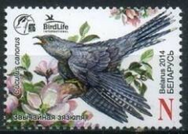 Birds (Cuculus canorus) Common Cuckoo 2014 Belarus stamp