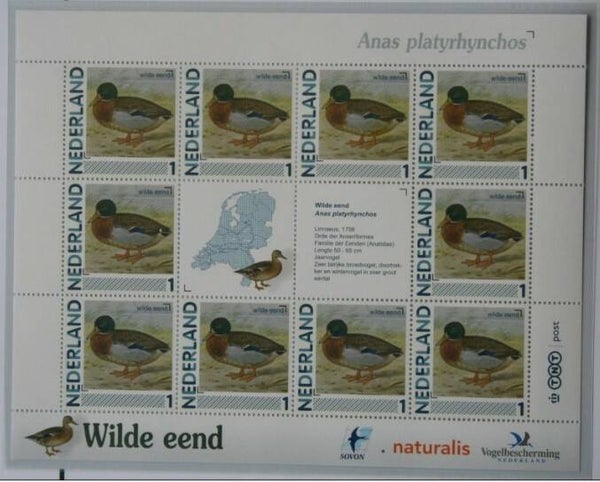 Birds Ducks (Anas platyrhynchos) Mallard 2012 Netherlands sheet