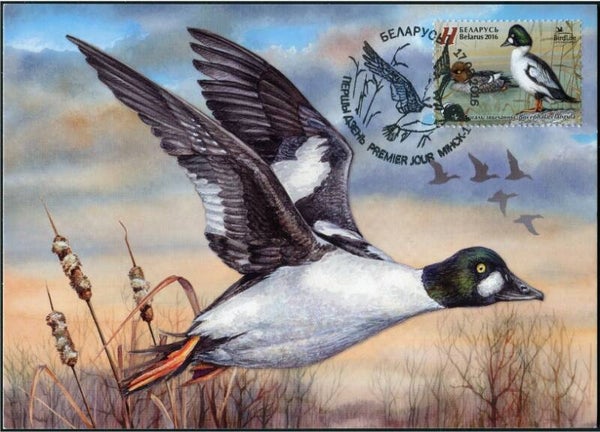 Birds Ducks (Bucephala clangula) Common Goldeneye 2016 Belarus FDC