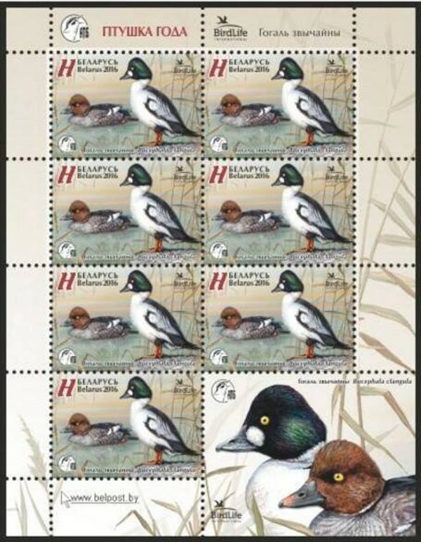 Birds Ducks (Bucephala clangula) Common Goldeneye 2016 Belarus miniature sheet