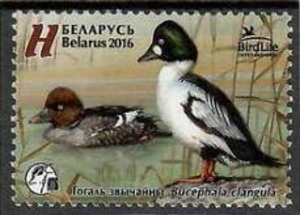 Birds Ducks (Bucephala clangula) Common Goldeneye 2016 Belarus stamp