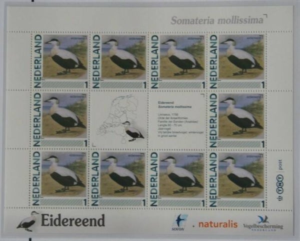 Birds Ducks (Somateria mollissima) Common Eider 2012 Netherlands sheet