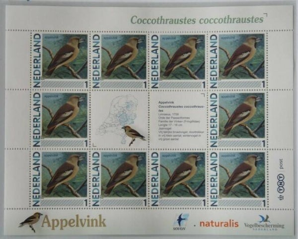 Birds Finches (Coccothraustes coccothraustes) Hawfinch 2012 Netherlands sheet