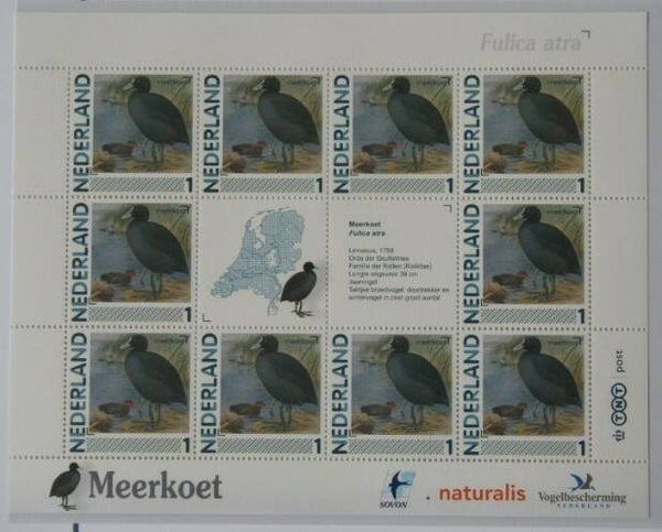 Birds (Fulica atra) Eurasian Coot 2012 Netherlands sheet