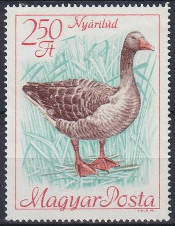 Birds Geese (Anser anser) Greylag Goose 1968 Hungary stamp