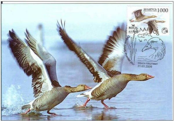 Birds Geese (Anser anser) Greylag Goose 2009 Belarus maximum card
