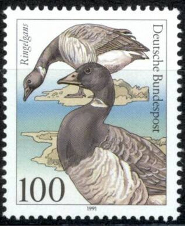 Birds Geese (Branta bernicla) Brant 1991 Germany stamp