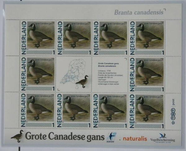 Birds Geese (Branta canadensis) Canada Goose 2012 Netherlands sheet
