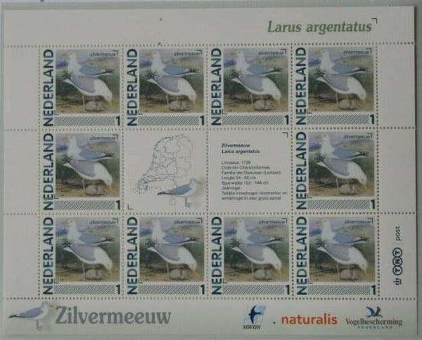 Birds Gulls (Larus argentatus) European Herring Gull 2012 Netherlands sheet