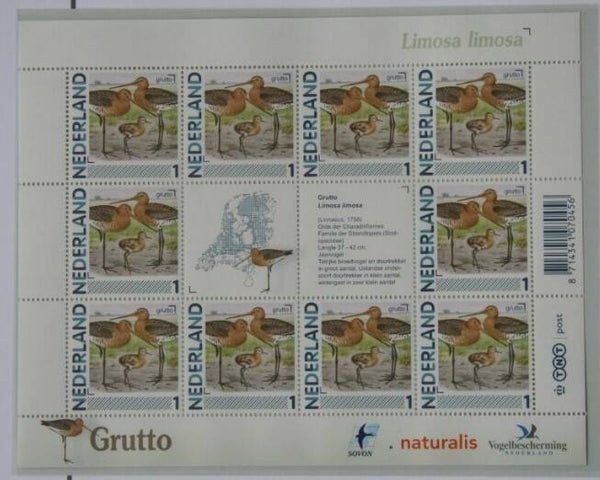 Birds (Limosa limosa) Black-tailed Godwit 2012 Netherlands sheet