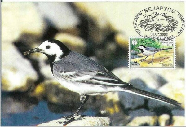Birds (Motacilla alba) White Wagtail 2002 Belarus maximum card