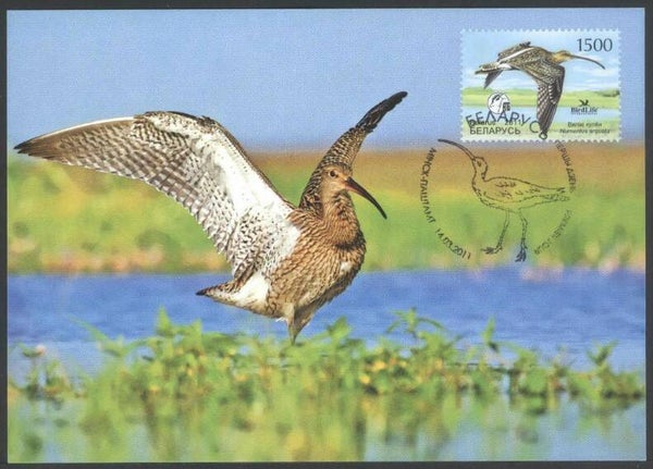 Birds (Numenius arquata) Common Curlew 2011 Belarus maximum card
