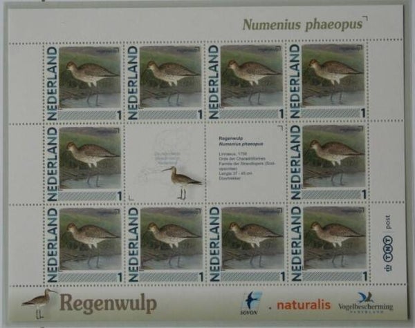 Birds (Numenius phaeopus) Eurasian Whimbrel 2012 Netherlands sheet