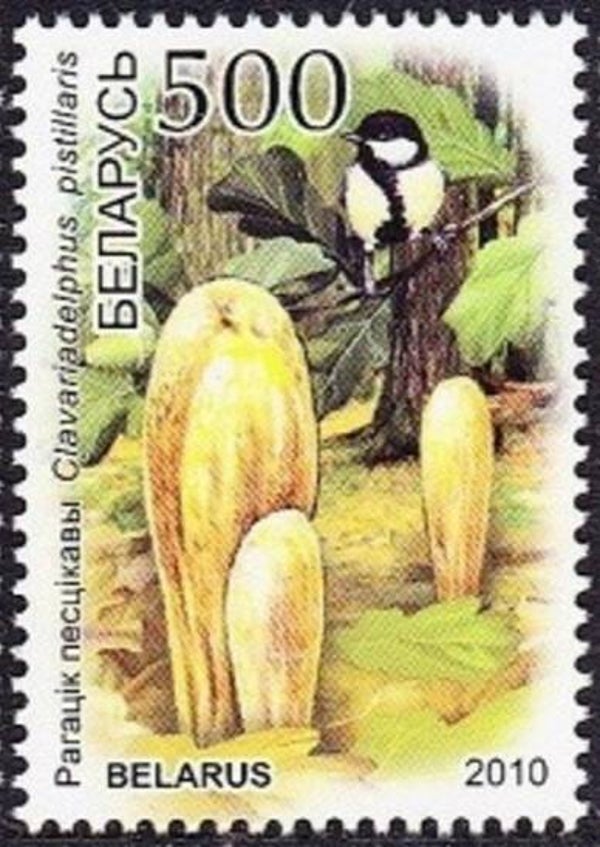 Birds (Parus major) Great Tit 2010 Belarus stamp