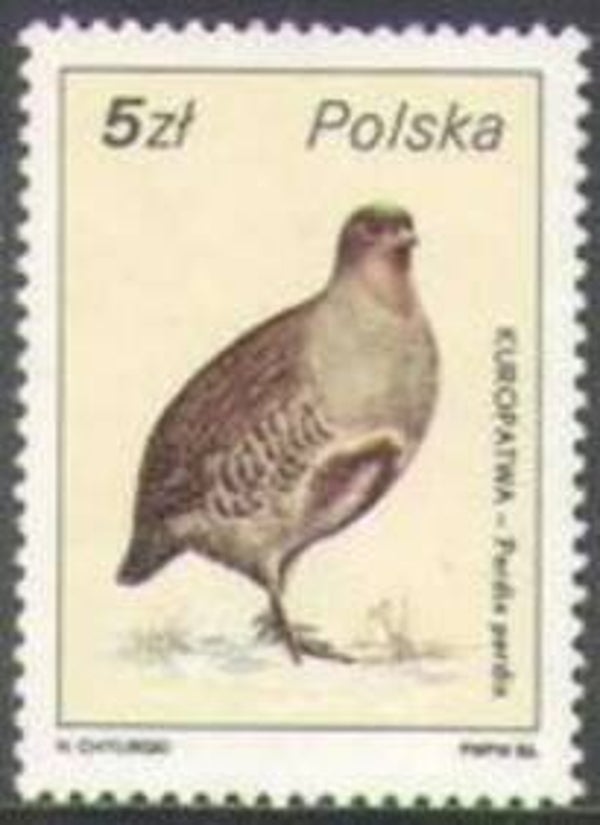 Birds (Perdix perdix) Grey Partridge 1986 Poland stamp