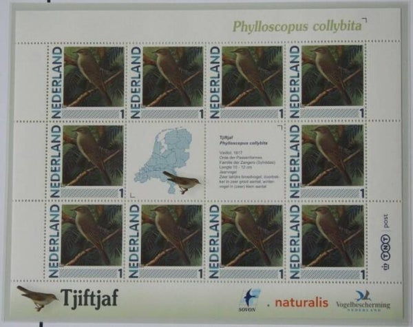 Birds (Phylloscopus collybita) Common Chiffchaff 2012 Netherlands sheet
