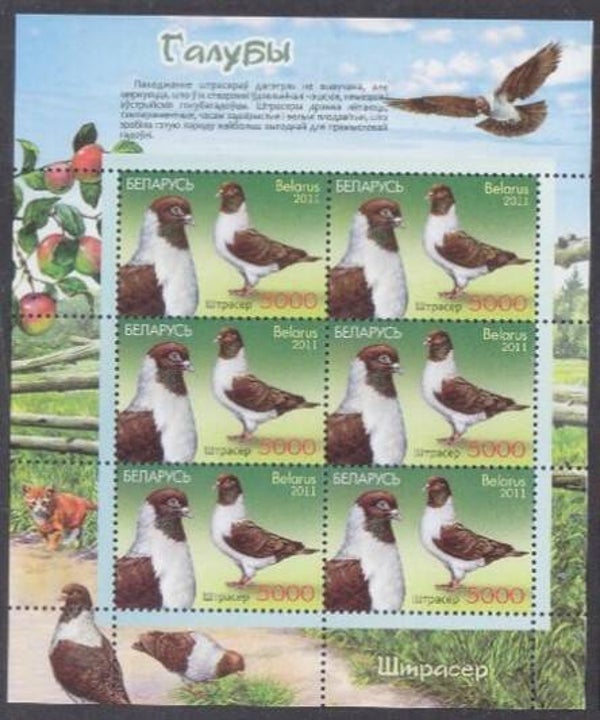 Birds Pigeons 2011 Belarus miniature sheet 1