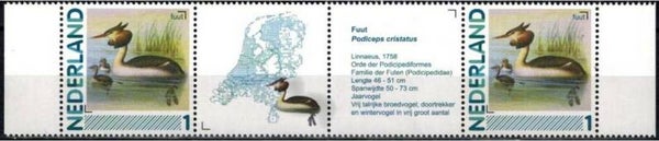 Birds (Podiceps cristatus) Great Crested Grebe 2012 Netherlands strip