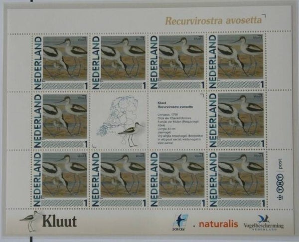 Birds (Recurvirostra avosetta) Pied Avocet 2012 Netherlands sheet