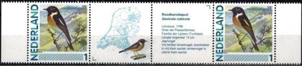 Birds (Saxicola rubicola) European Stonechat 2012 Netherlands strip