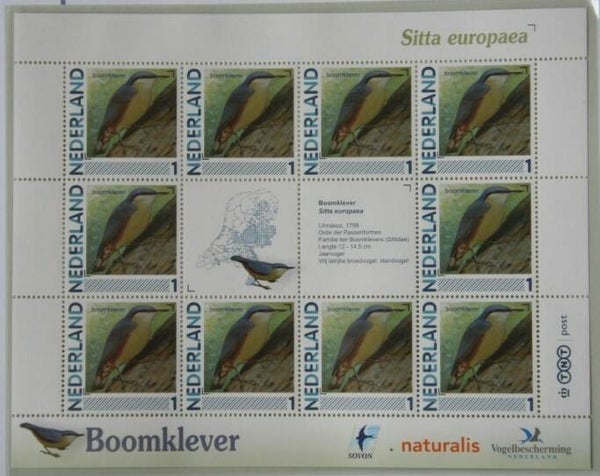 Birds (Sitta europaea) Wood Nuthatch 2012 Netherlands sheet