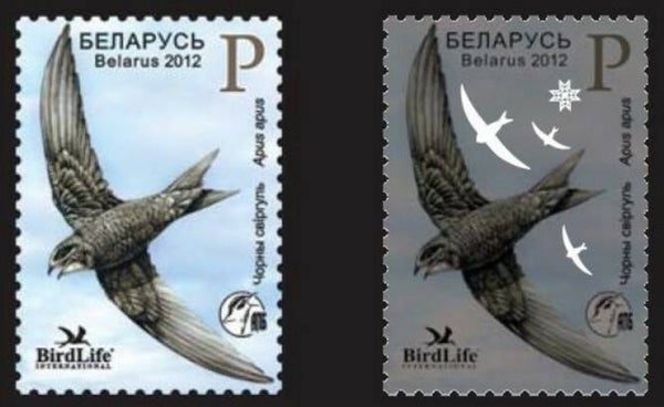 Birds Swallows (Apus apus) Common Swift 2012 Belarus stamp with phosphor showing