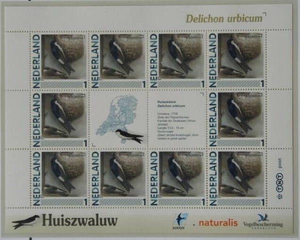 Birds Swallows (Delichon urbicum) Common House Martin 2012 Netherlands sheet
