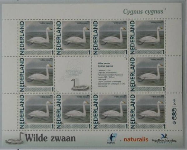Birds Swans (Cygnus cygnus) Whooper Swan 2012 Netherlands sheet
