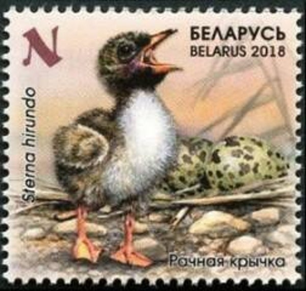 Birds Terns (Sterna hirundo) Common Tern 2018 Belarus stamp