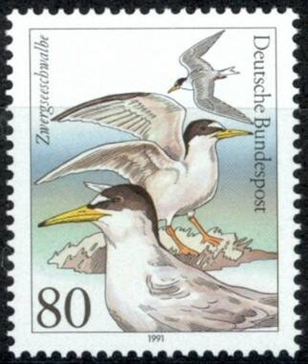 Birds Terns (Sternula albifrons) Little Tern 1991 Germany stamp
