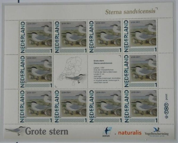 Birds Terns (Thalasseus sandvicensis) Sandwich Tern 2012 Netherlands sheet