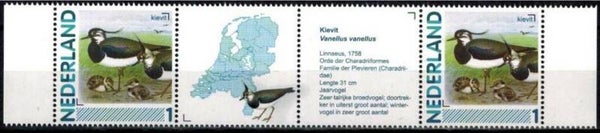 Birds (Vanellus vanellus) Northern Lapwing 2012 Netherlands strip