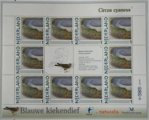 Birds of Prey (Circus cyaneus) Hen Harrier 2012 Netherlands sheet
