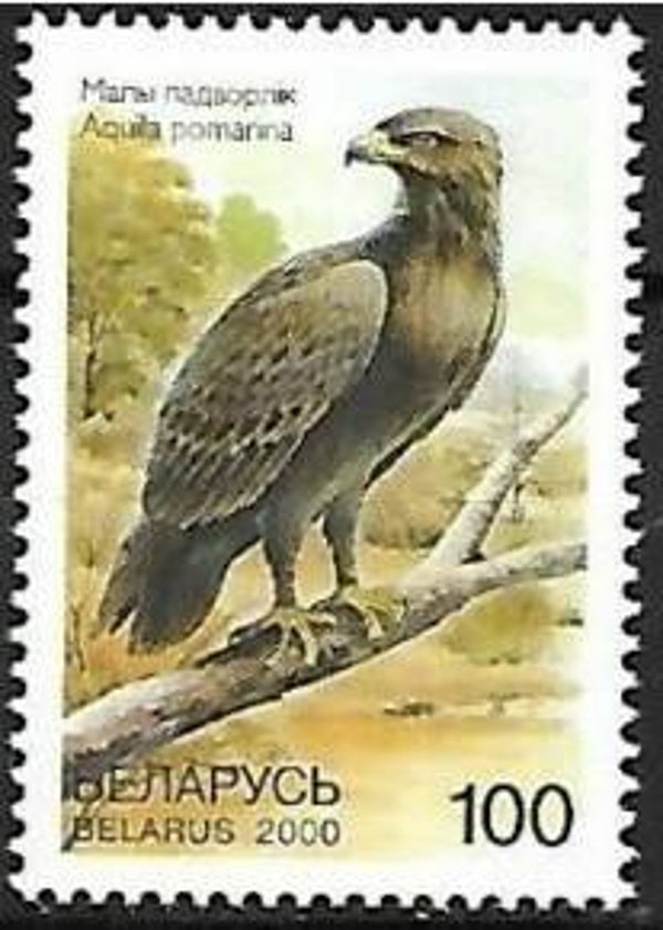 Birds of Prey (Clanga pomarina) Lesser Spotted Eagle 2000 Belarus stamp