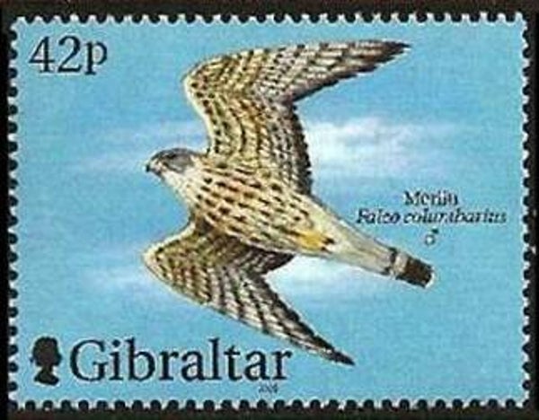 Birds of Prey Falcons (Falco columbarius) Merlin 2000 Gibraltar stamp 1