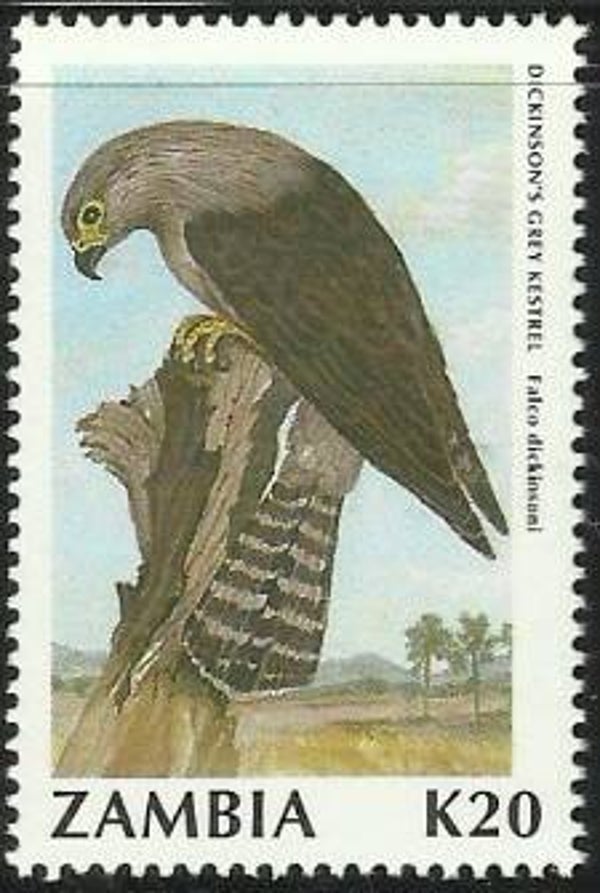 Birds of Prey Falcons (Falco dickinsoni) Dickinson's Grey Kestrel 1991 Zambia stamp