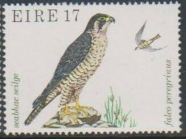 Birds of Prey Falcons (Falco peregrinus) Peregrine Falcon 1979 Ireland stamp