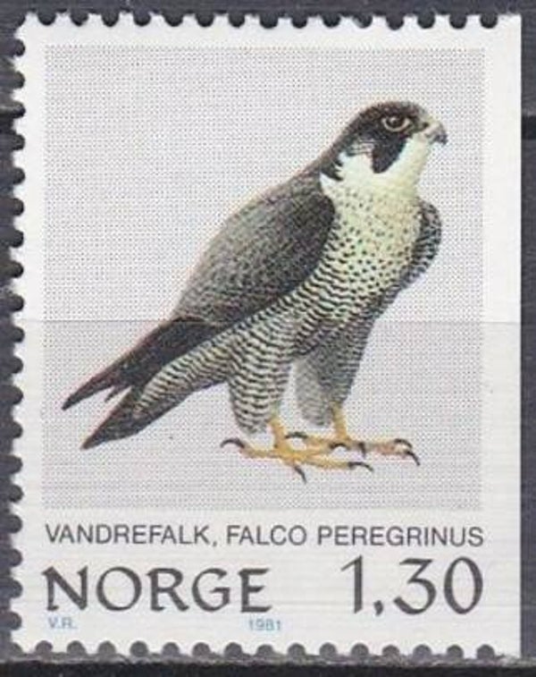 Birds of Prey Falcons (Falco peregrinus) Peregrine Falcon 1981 Norway stamp