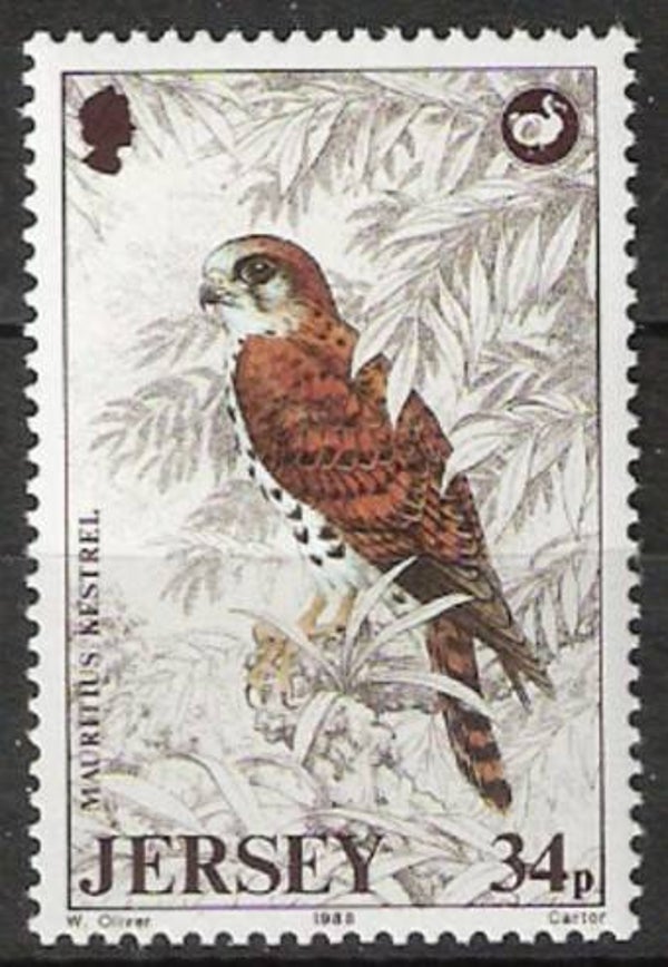 Birds of Prey Falcons (Falco punctatus) Mauritius kestrel 1988 Jersey stamp
