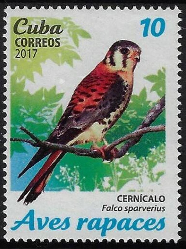 Birds of Prey Falcons (Falco sparverius) American Kestrel 2017 Cuba stamp