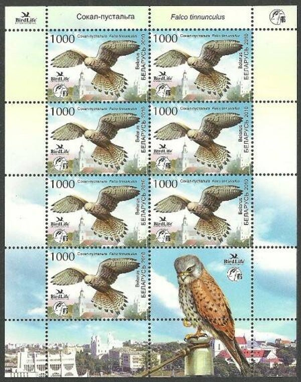 Birds of Prey Falcons (Falco tinnunculus) Common Kestrel 2010 Belarus miniature sheet