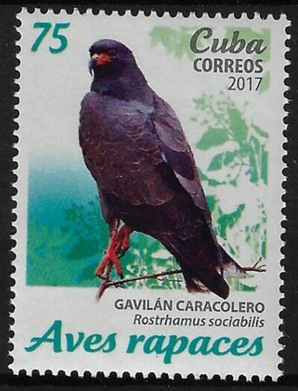 Birds of Prey (Rostrhamus sociabilis) Snail Kite 2017 Cuba stamp