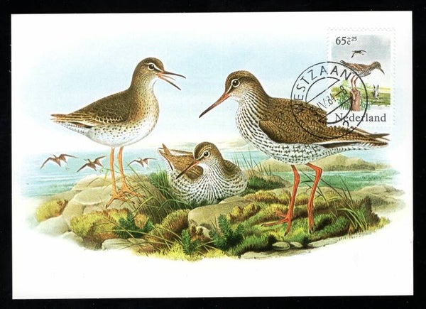 Birds 1984 Netherlands (Tringa totanus) Common Redshank maximum card (D-Vo012)
