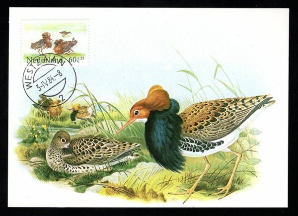 Birds 1984 Netherlands (Philomachus pugnax) Ruff maximum card (D-Vo013)