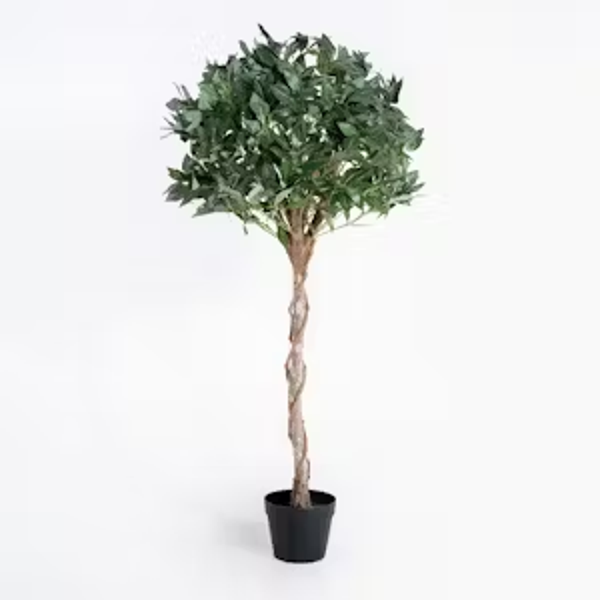Bay laurel tree