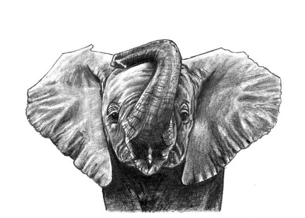 "Oliver" Elephant print pre-order