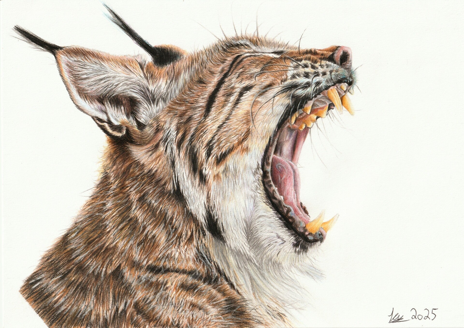"Mafdet" print pre-order