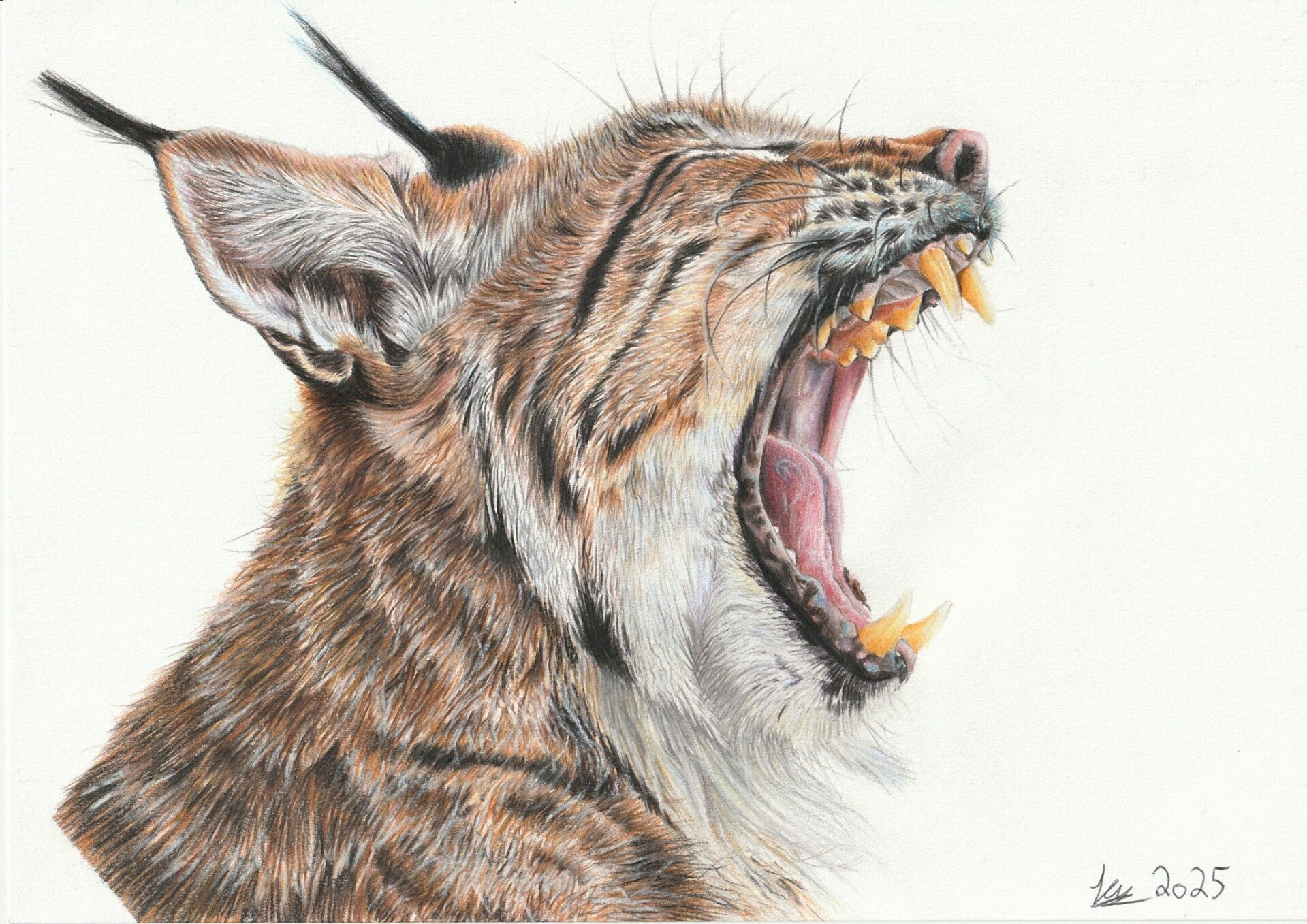 "Mafdet" original drawing