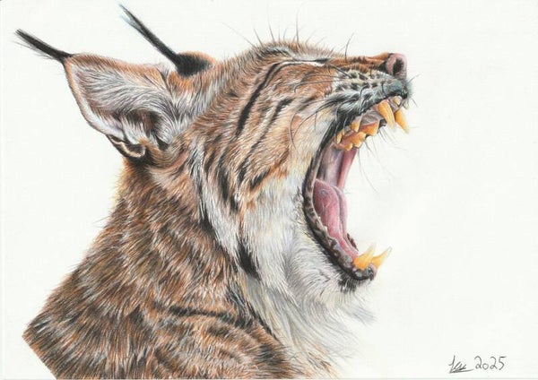 "Mafdet" original drawing